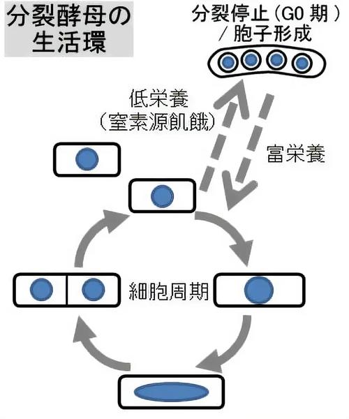 分裂酵母の生活環