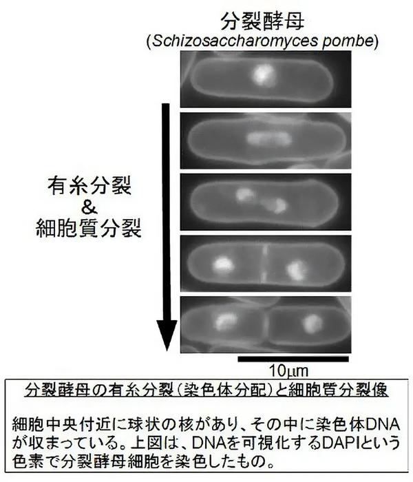 染色体ＤＮＡを娘細胞へと正確に伝達するためのしくみ