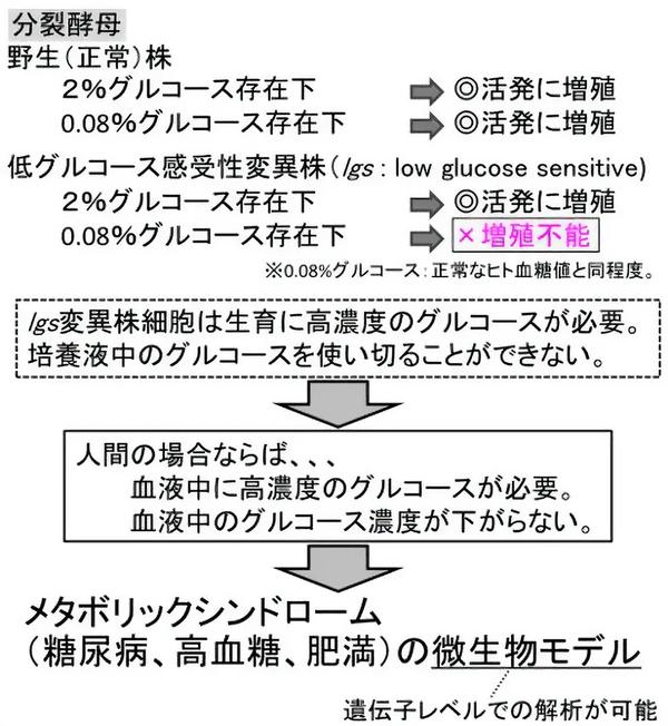 低濃度グルコース環境下での細胞増殖