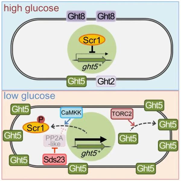 Ght5グルコース輸送体遺伝子 / CaMKKシグナル関連遺伝子（群）/ TORC2シグナル関連遺伝子（群）