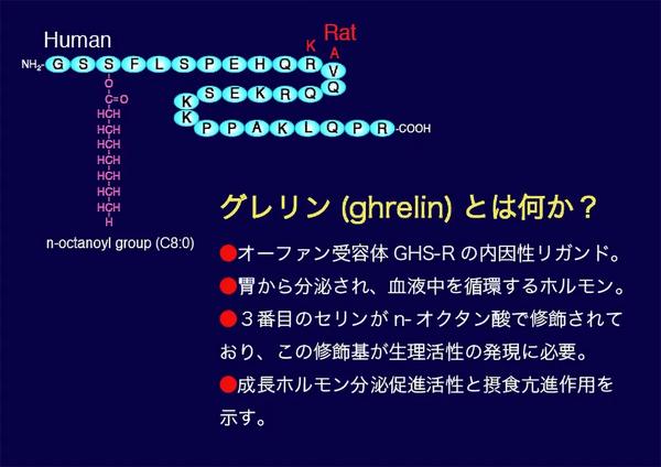 グレリン(ghrelin)の機能解析